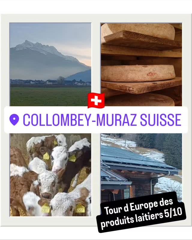European Dairy Tour - Stop 5: Collombey 🇨🇭 - Featured article